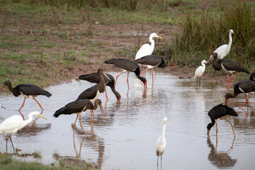 Flock of black Storks fishing in Lake Side