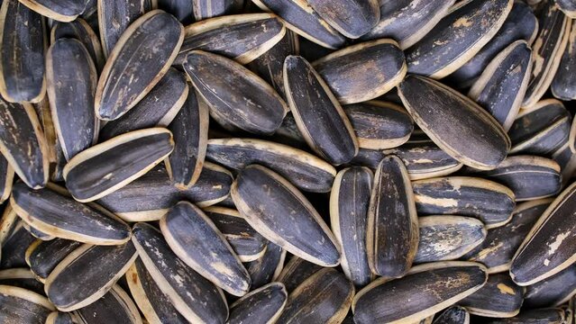 Sunflower seeds close-up slowly rotate. Sunflower seeds after harvest. Heap of dried unshelled sunflower seeds, a healthy source of vitamins in vegan food.