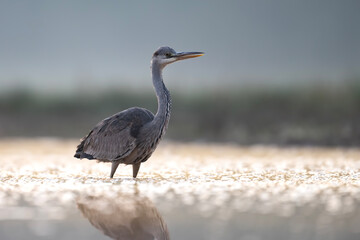 Grey heron on the river bank of the sunset