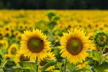 Farmland with blooming sunflowers. Sunflower seeds.  Agro-industrial agricultural sunflower cultivation field. Field of flowering sunflowers.