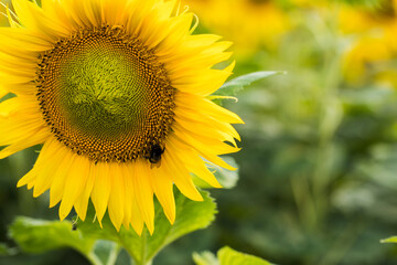 Farmland with blooming sunflowers. Sunflower seeds.  Agro-industrial agricultural sunflower cultivation field. Field of flowering sunflowers.