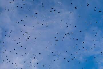 Blue sky with high flying birds.