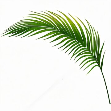 Green leaf of palm tree