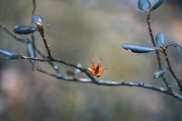 dried rhododendron flower
