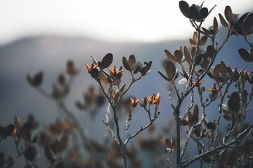 dried rhododendron flower