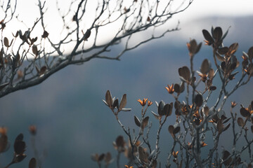 dried rhododendron flower