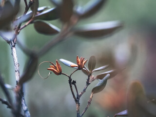 dried rhododendron flower