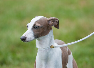 Italian Grey Hound close up at a dog show