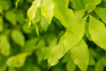 緑の鮮やかな葉