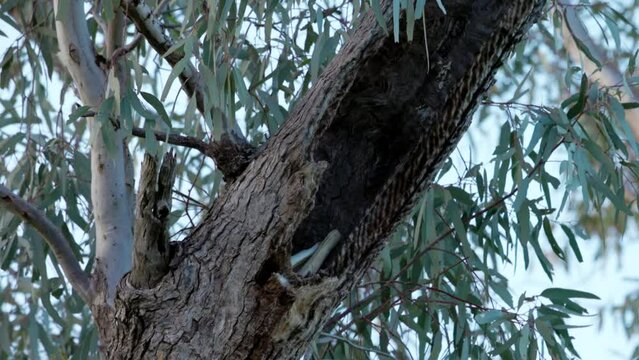 a major mitchell's cockatoo enters its nest hollow in an old gum tree at western queensland, australia