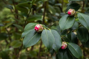 Red camellia in a shady garden in spring, buds and leaves, close-up.
