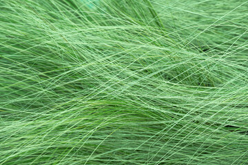 Grass, abstract green natural background, wavy grass lines