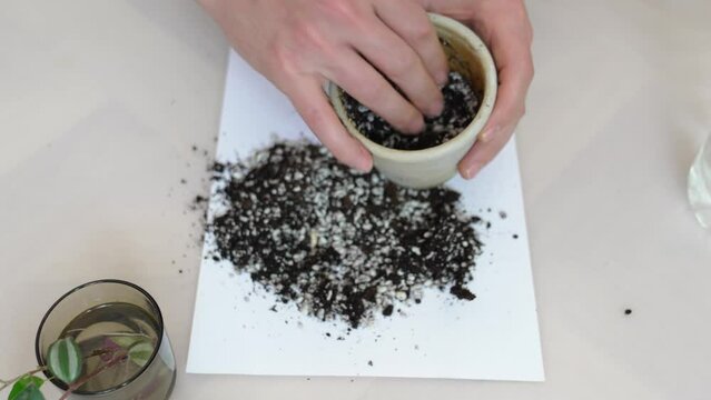 transplantation of houseplants. in the pot pour earth mixed with perlite. 