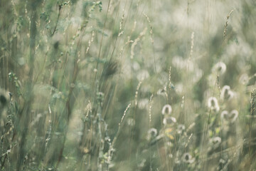 Grass in the meadow, blurred abstract background in grey-green color for backdrop