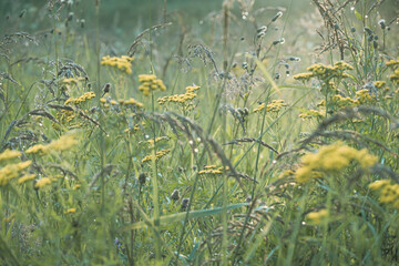 Summer meadow grasses after rain, tansy, blurred  background for background