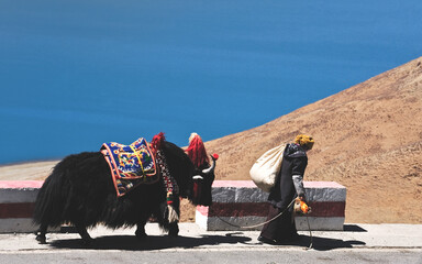 Tibetan woman in national clothes with her yak on the mountains