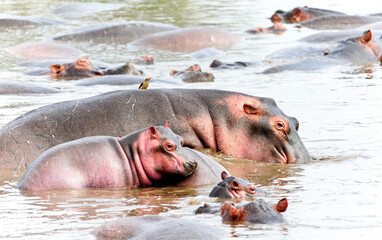 Hippopotamus in the African forest. Wildlife, wild animals, national park 