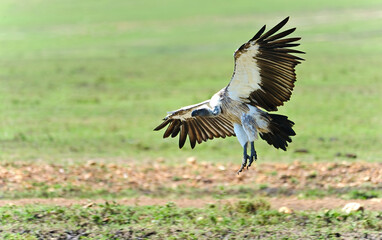 Vulture flying. This old-world bird is endangered in the wild, with populations decreasing. Masai Mara, Kenya.
