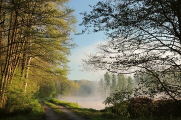 Dirt road on the edge of a pond on a foggy spring day during sunrise, Poland - 603357855