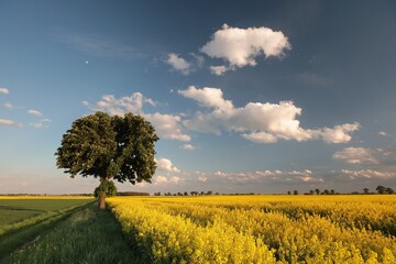 A blooming chestnut tree on the edge of a rapeseed field at dusk, Poland - 603357880