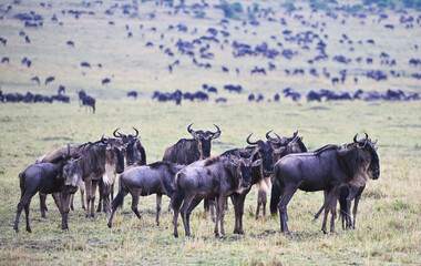 Maasai Mara wildebeest migration Safari, the seventh wonder of the world, Kenya