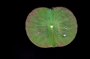 natural raindrops on lotus leaves. Water droplets on lotus leaves follow the sensation of freshness after rain  