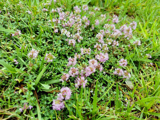 Blooming thym on a green meadow