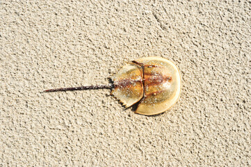 top view of dead horseshoe crab on sand beach