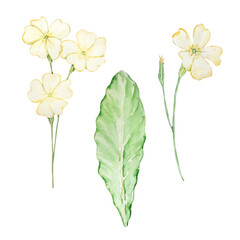 Watercolor primrose, february month birth flower