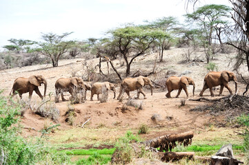 African elephant family in Botswana wildlife scene from nature 