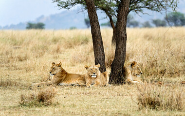  Wild African lions on the grass, Masai Mara. Kenya, Africa 