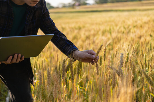 Young farmer holding a barley laptop computer as an agricultural technology concept background, a businessman in a field of ripe wheat and holding a laptop in his hand.