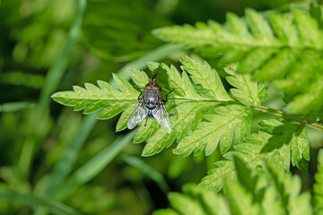 Blue blowfly on a green leaf