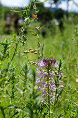 Obraz premium Purple plants in the field