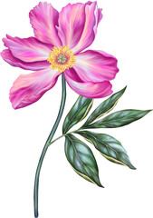 Beautiful peony. Pink flower with stem and leaf. Realistic high quality hand drawn botanical illustration isolated on white. Clip art for romantic pretty wedding invitation, greeting card, cosmetic.