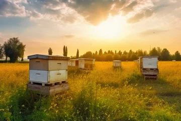 Fotobehang Beautiful landscape photo of summer apiary with cozy bee houses. Generative AI © AIproduction
