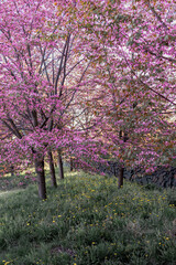 beautiful spring park of trees with pink flowers, evening sunset in the park