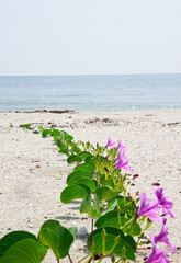 Purple flowers in sand on the beach