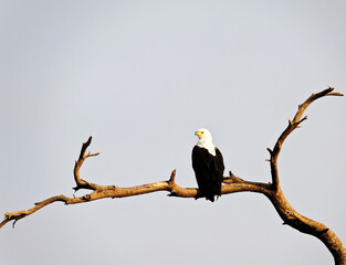 The African Fish Eagle