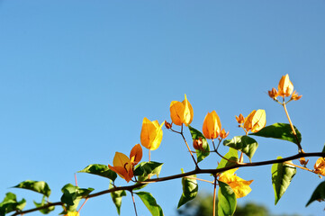 Bougainvillea flowers in bloom under blue sky