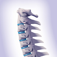 3D illustration. Cervical vertebrae connected to the human skull. Medical, educational and scientific uses.