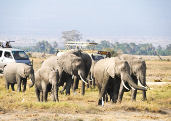 Obraz premium African elephant family in Botswana wildlife scene from nature 