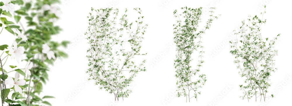 Poster clematis lanuginosa creeper tree set, isolated on transparent background. 3d render.