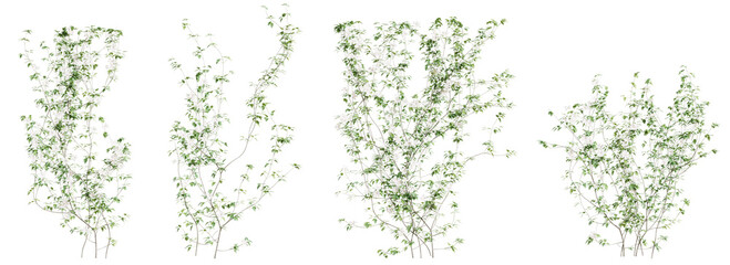 Clematis Lanuginosa creeper tree set, isolated on transparent background. 3D render. - obrazy, fototapety, plakaty
