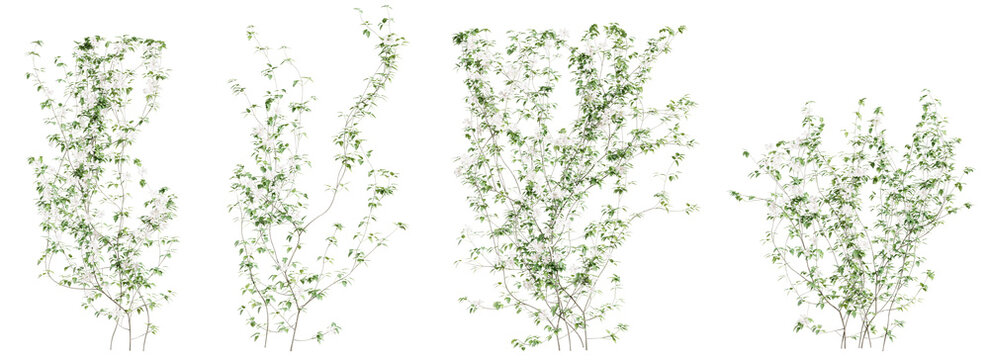 Clematis Lanuginosa creeper tree set, isolated on transparent background. 3D render.