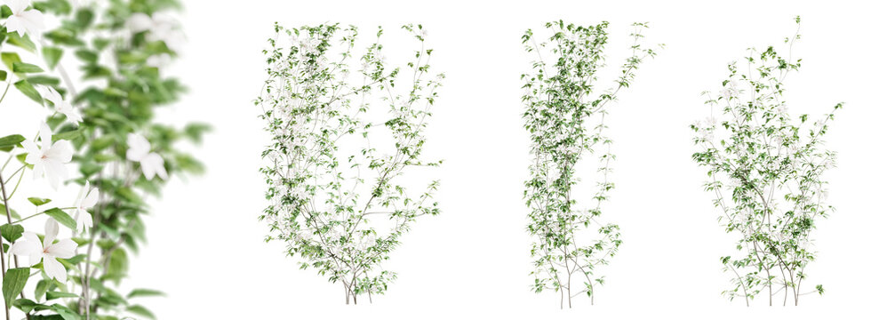 Clematis Lanuginosa creeper tree set, isolated on transparent background. 3D render.