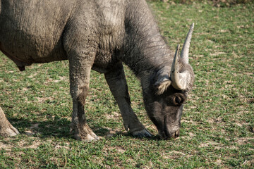 The Buffalo standing at the Farm