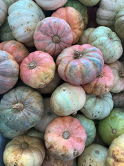 Pumpkin, variety Mini Jack. Fruit in bulk, displayed one on top of the other for sale.