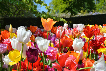 Beautiful colorful tulips blooming in Keukenhof garden in May. Different varieties and colors of...