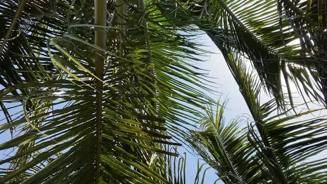 Coconut tree, fronds swaying in the wind.